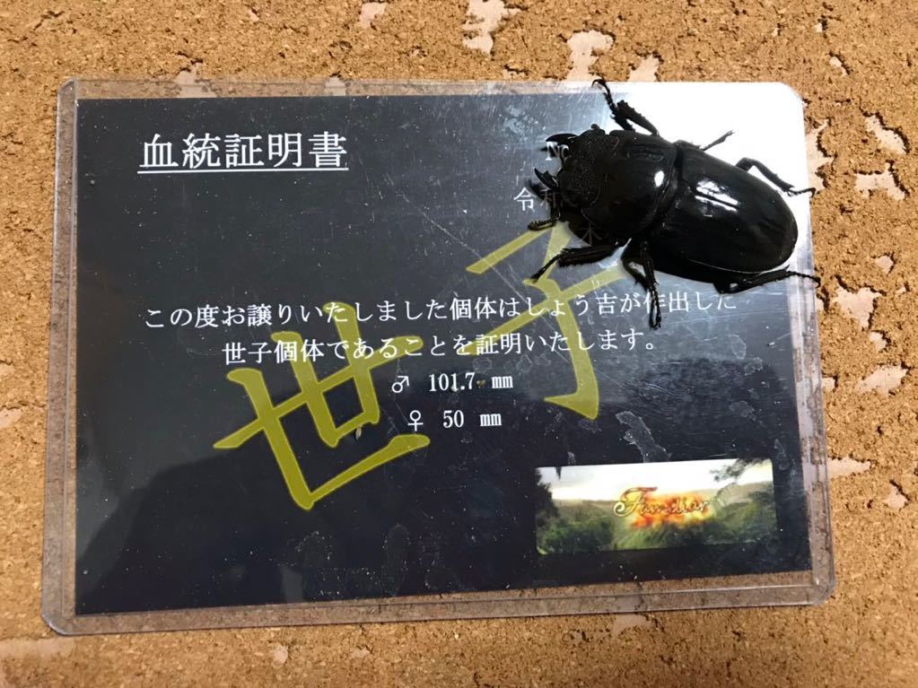 大型系×世子血統 スマトラオオヒラタ メス 48㎜