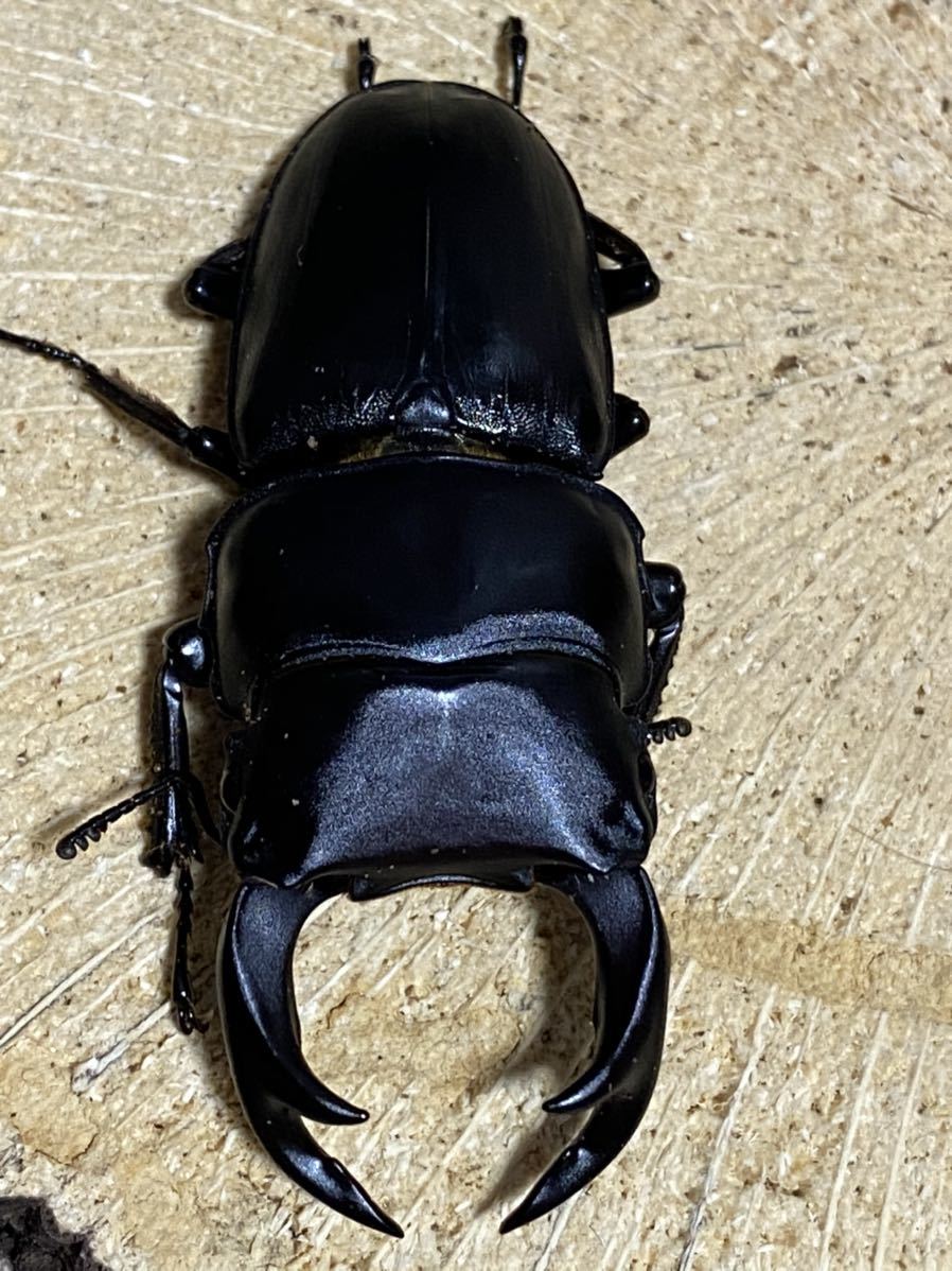 岩手県産 WF1 オオクワガタ 1ペア ♂67.5mm ♀40.8mm 灯火採集 自己 