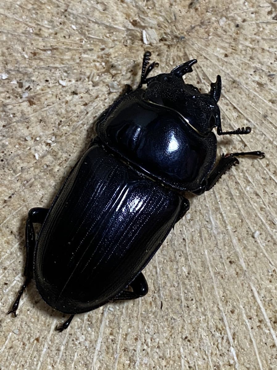 岩手県産 WF1 オオクワガタ 1ペア ♂67.5mm ♀40.8mm 灯火採集 自己 