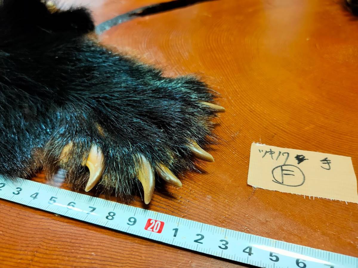熊の手f ツキノワグマの手 指5本 肉球付き 月の輪熊 ベア クロー 熊爪 爪 熊 クマの手 Diy 自作 くまの爪 クマの爪 熊の爪 くまの手 科学 自然 売買されたオークション情報 Yahooの商品情報をアーカイブ公開 オークファン Aucfan Com