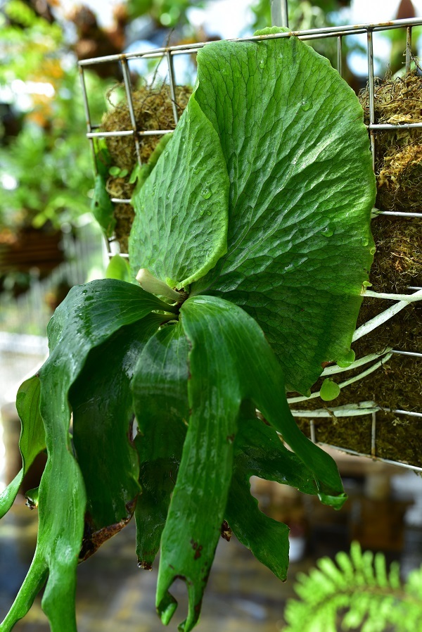 P.Budsaba ( P.madagascariense × P.quadridichotomum) @bikamori.com