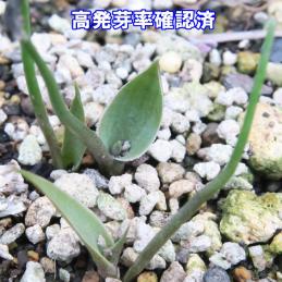 アガベ ボビコルヌータ 今年採取した種子50粒 高発芽率確認済 アガベ 売買されたオークション情報 Yahooの商品情報をアーカイブ公開 オークファン Aucfan Com