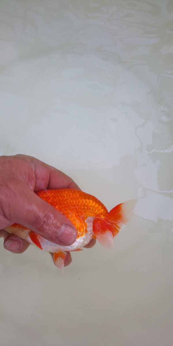 らんちゅうだいく金魚伝承記載魚・雄2歳目測約14cm、 らんちゅうだいく金魚伝承記載魚・雄2歳目測約14cm、