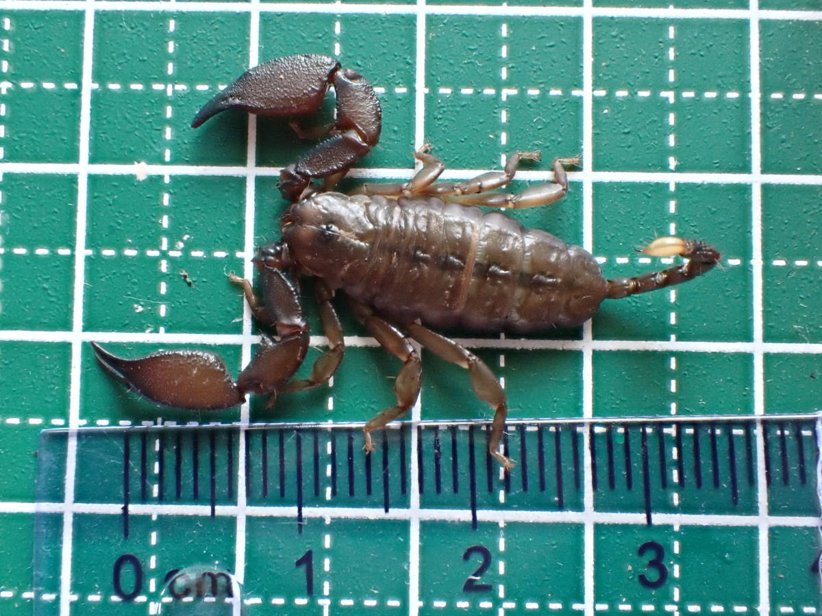 プラチナコガネ標本４頭セット ヤエヤマサソリ 石垣島産 | 1匹 4匹セット 抱卵している個体が2匹