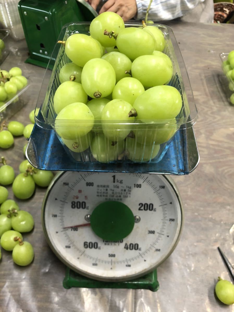 新作登場，100%新品 訳あり 長野県産シャインマスカット 正味2k 粒のみ 700g&times;3パック 本日限定 大粒(ブドウ)｜売買されたオークション情報、yahooの商品情報をアーカイブ公開 - オークファン ブドウ