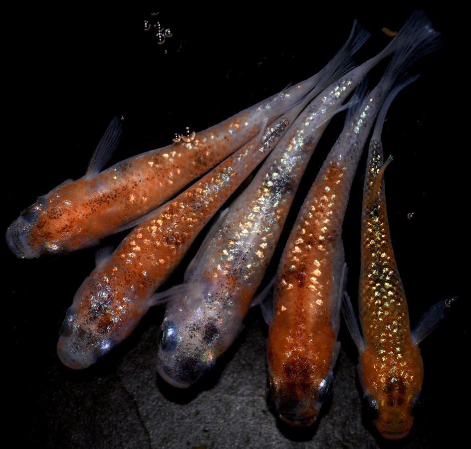 ★☆メダカ王☆★上物！月華　雄2雌3 E1_1