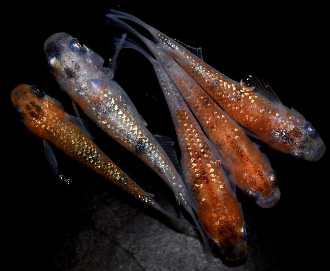 ★☆メダカ王☆★上物！月華　雄2雌3 E1_2