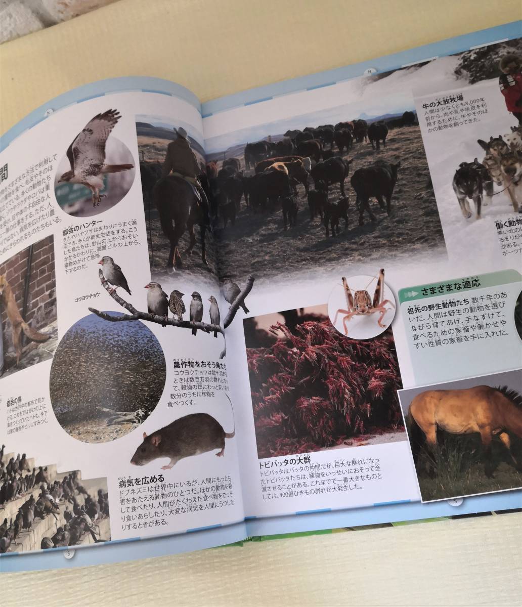 世界の動物分布図 アニマルプラネット図鑑シリーズ ジニー ジョンソン 著 図鑑 売買されたオークション情報 Yahooの商品情報をアーカイブ公開 オークファン Aucfan Com 世界の動物分布図 アニマルプラネット図鑑シリーズ ジニー ジョンソン 著 図鑑 売買されたオークション情報 Yahooの商品情報をアーカイブ公開 オークファン Aucfan Com