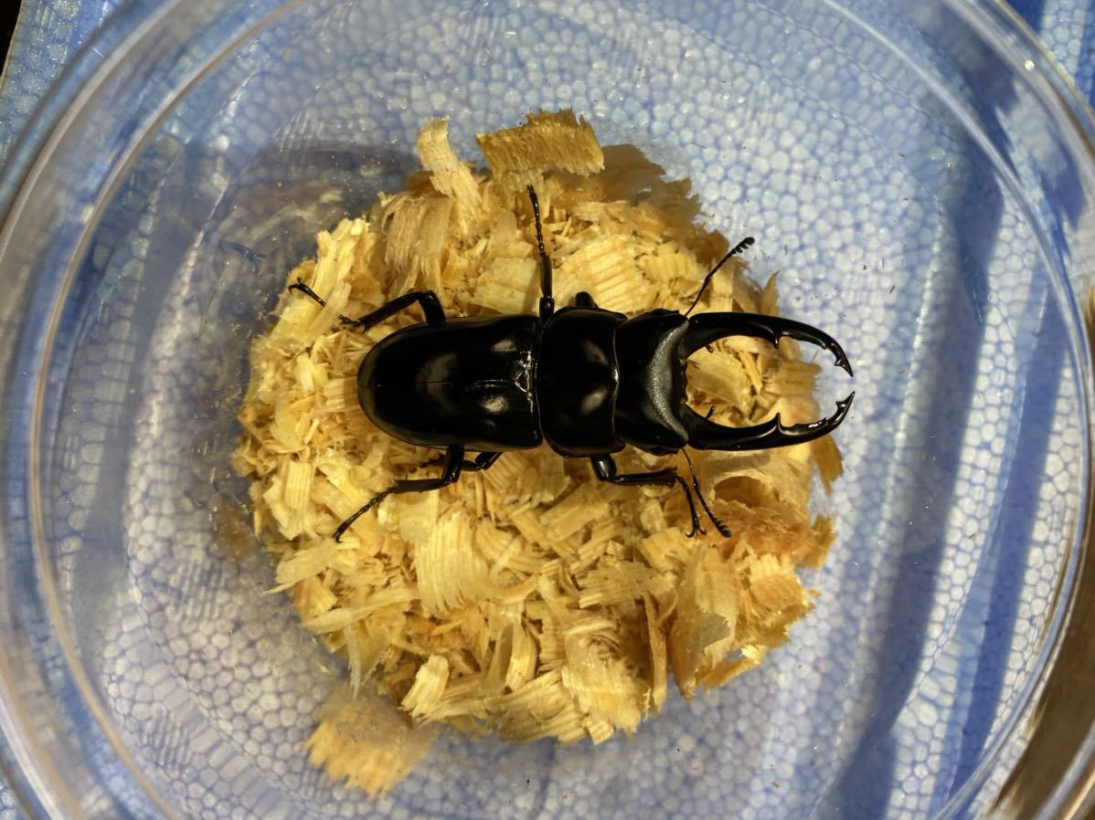ネパレンシス♂♀♀トリオ