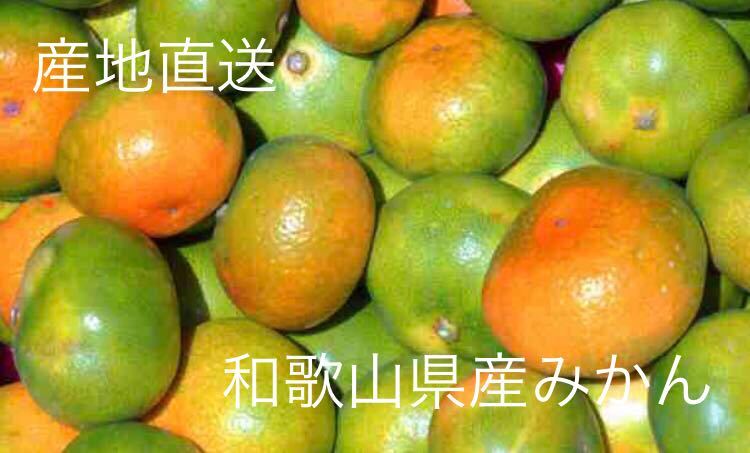みかん 10kg（箱込約10kg）和歌山県産　訳あり・ご家庭用　送料無料