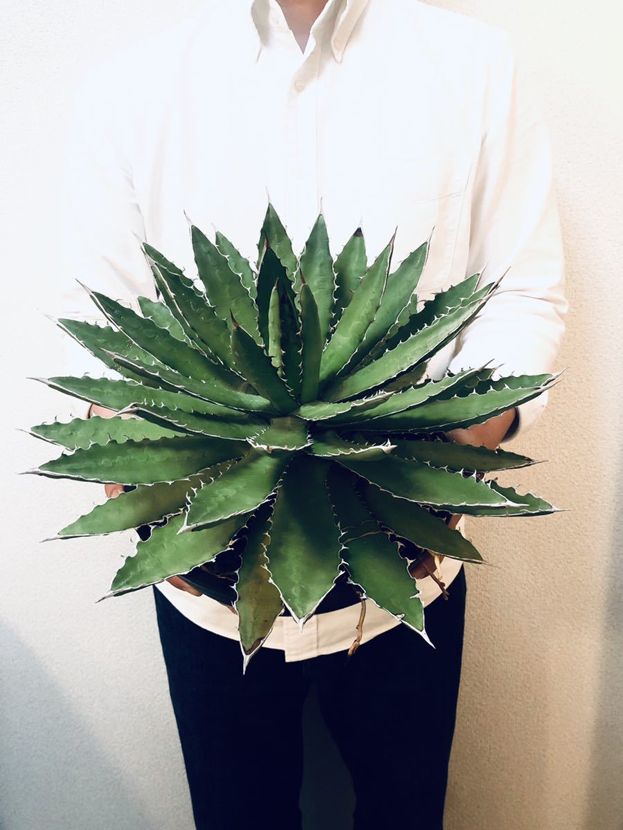 希少種】【大型.美株】アガベ ホリダ ギルベイ（Agave horrida gilbeyi