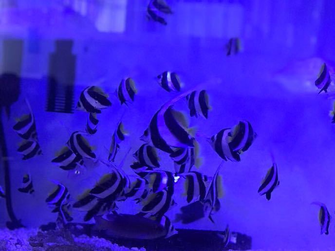 正規品，品質保証 残僅か 1円 熊野灘産ハンドコート ハタタテダイ幼魚 4 6cm 5匹セット 粒餌OK 近海魚 淡水浴済(海水魚)｜売買されたオークション情報、yahooの商品情報をアーカイブ公開 - オークファン 海水魚