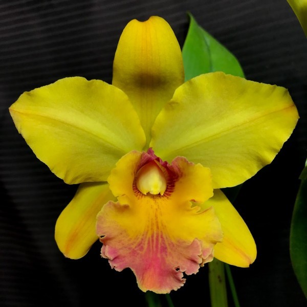 Gold Rlc. - Vicky Waikiki Tricolor' Yahoo!オークション 洋蘭