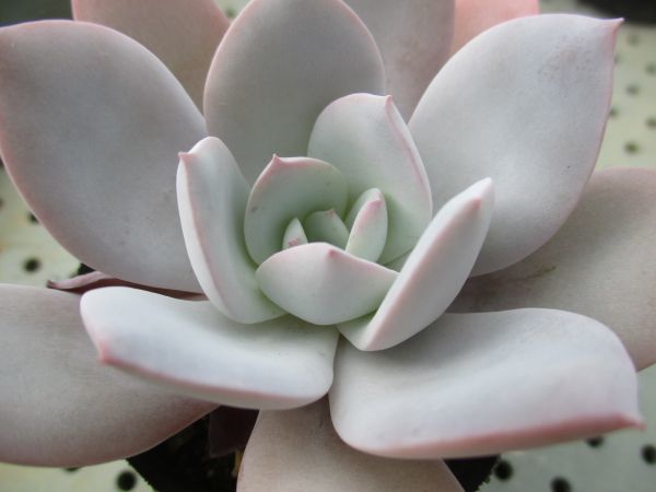 ハオルチア 多肉植物 裏般若錦 自家繁殖 抜き苗発送 裏般若 公式通販