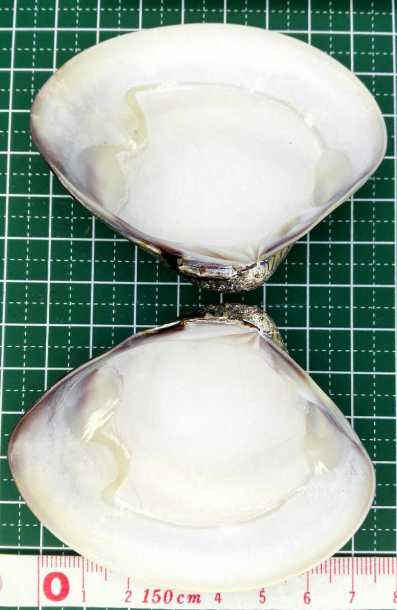 ハマグリ 単品70 006 貝合わせ 貝覆い 蛤 貝殻 標本 東京湾産 手芸 材料 ハンドメイド コレクション 天然 非加熱 素材 置物 材料 売買されたオークション情報 Yahooの商品情報をアーカイブ公開 オークファン Aucfan Com