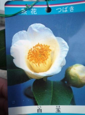 花木苗 椿 白玉 しらたま 古典椿 ４号 １鉢 苗 売買されたオークション情報 Yahooの商品情報をアーカイブ公開 オークファン Aucfan Com