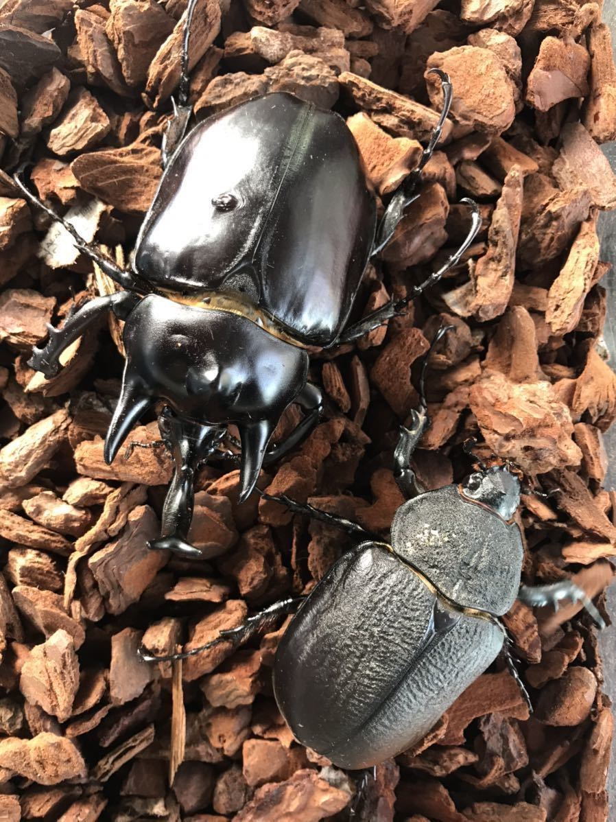 アクティオン レックス ゾウカブト 初ニ令 幼虫 5匹 大型優良血統