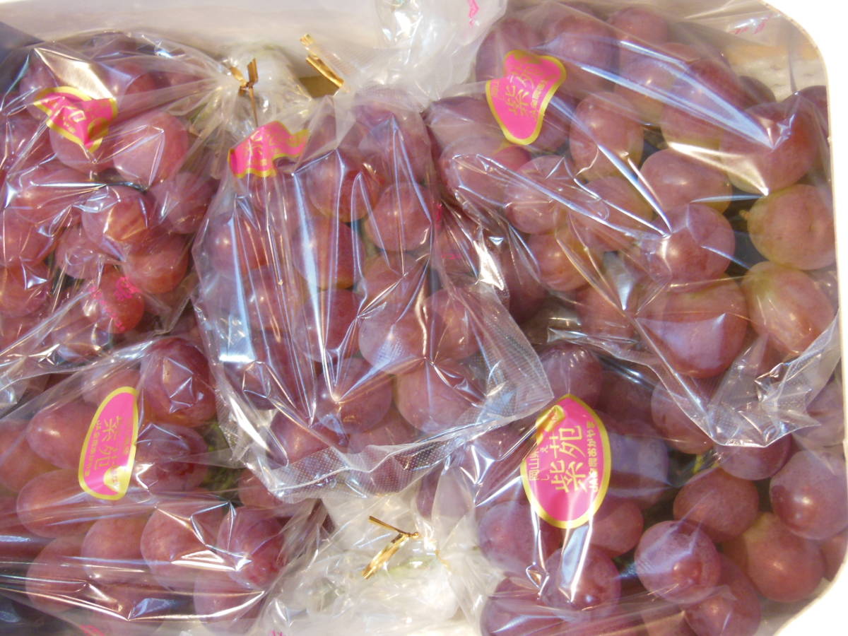 得価，限定SALE 紫苑 しえん 岡山県産 優品 2㎏ 5房入り 種無し 初冬のブドウ(ブドウ)｜売買されたオークション情報、yahooの商品情報をアーカイブ公開 - オークファン ブドウ