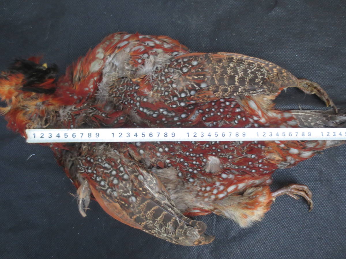 フライ 釣り 羽根 レットフェザントコンブリートスキン