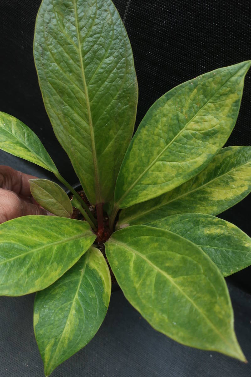 （◎＿◎；）★斑入り アンスリウム・ジェンマニ★Anthurium jenmanii variegated★★_1