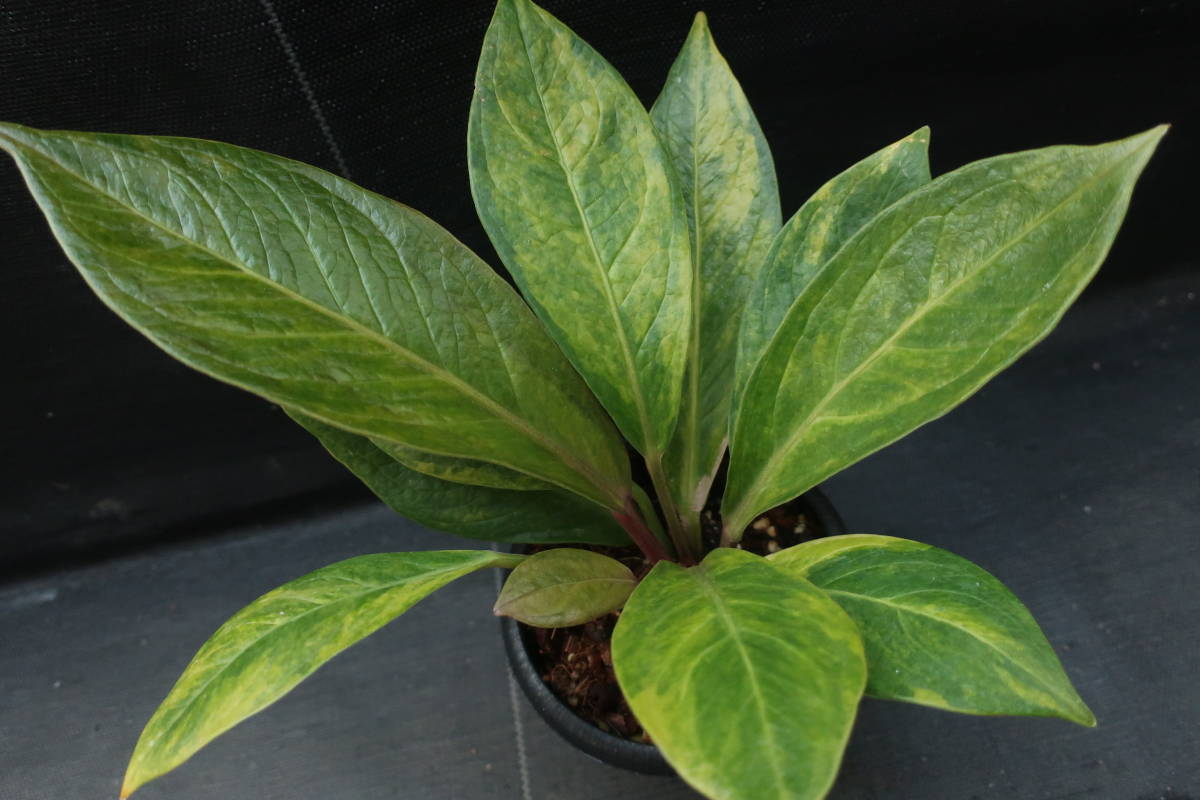 （◎＿◎；）★斑入り アンスリウム・ジェンマニ★Anthurium jenmanii variegated★★_2