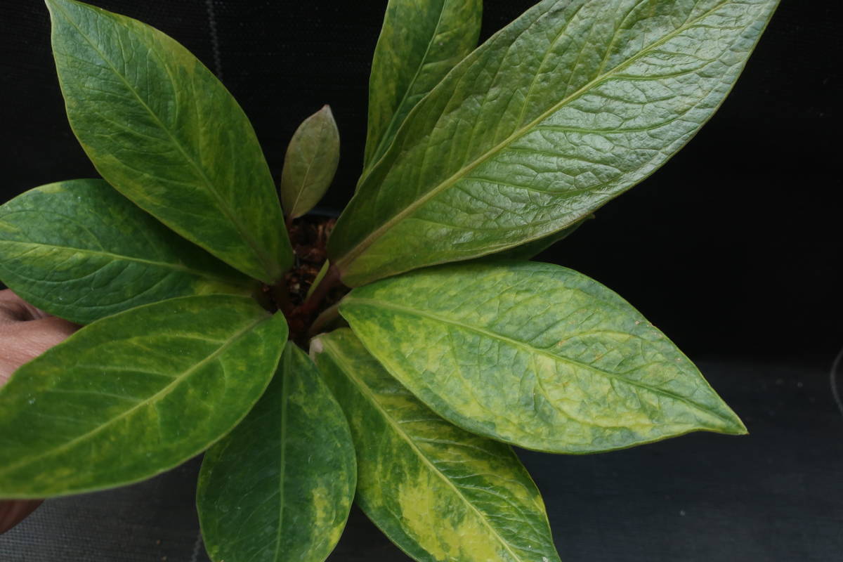 （◎＿◎；）★斑入り アンスリウム・ジェンマニ★Anthurium jenmanii variegated★★_3