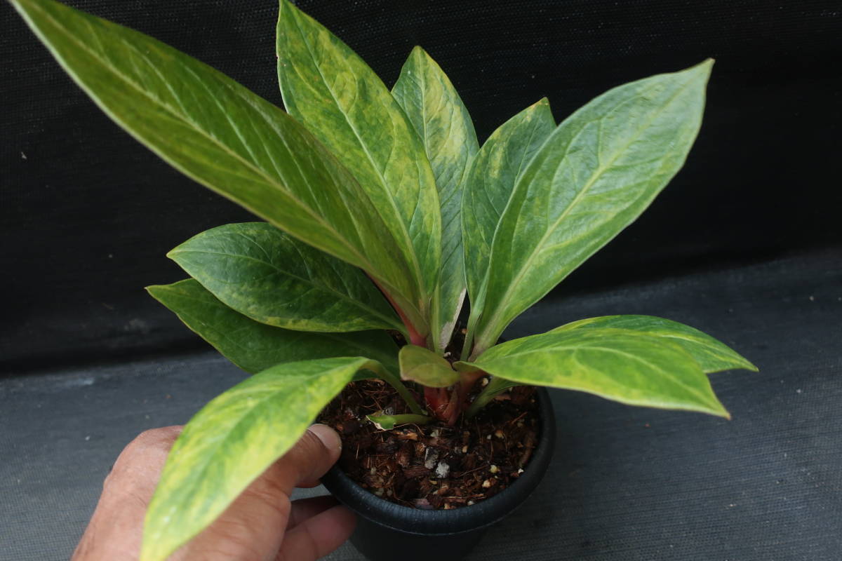 （◎＿◎；）★斑入り アンスリウム・ジェンマニ★Anthurium jenmanii variegated★★_5