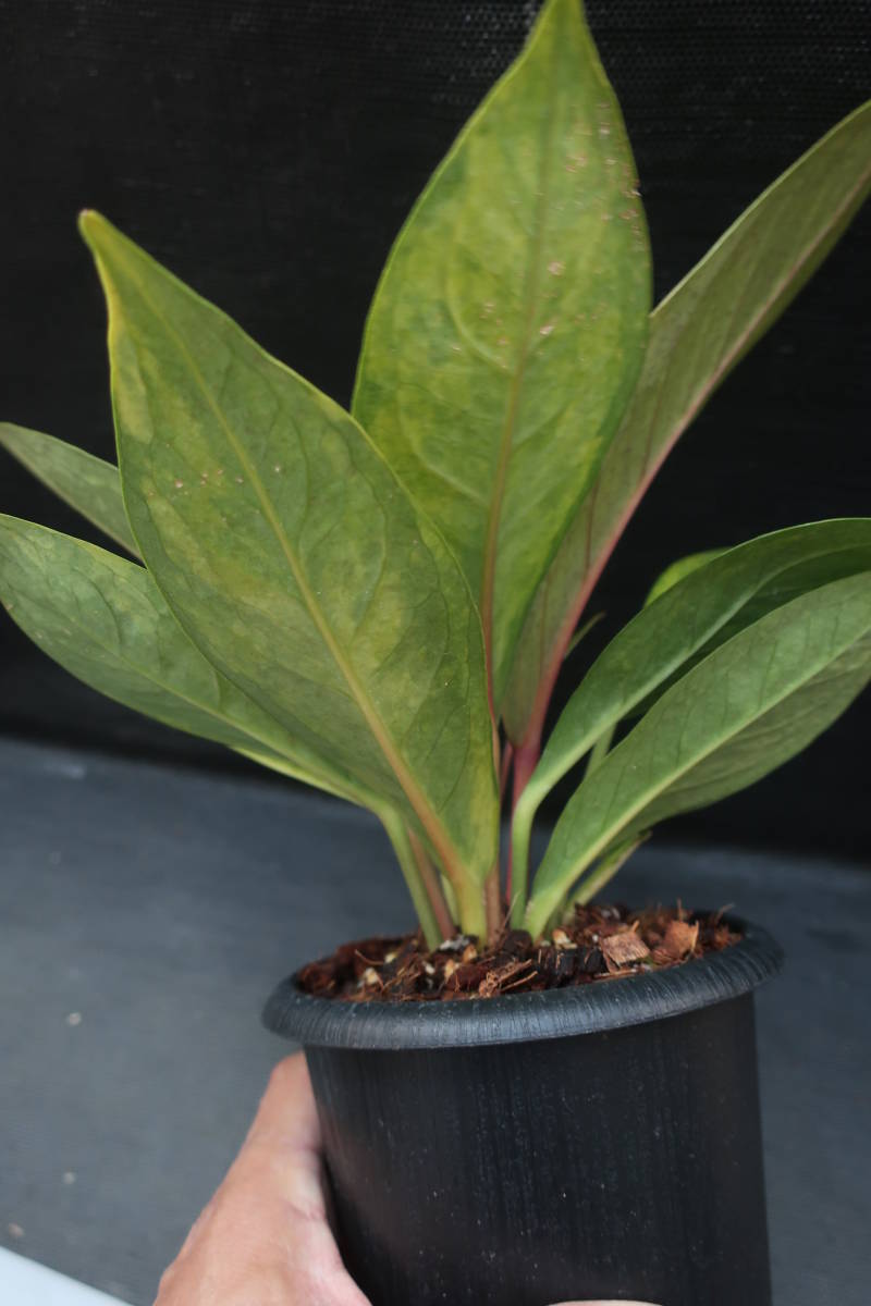 （◎＿◎；）★斑入り アンスリウム・ジェンマニ★Anthurium jenmanii variegated★★_6