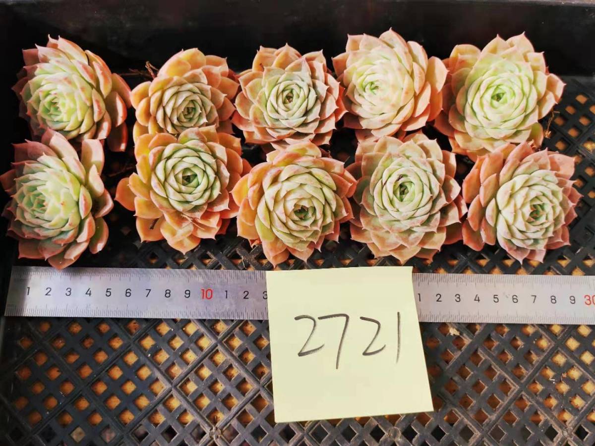 onslow 大 (韓国苗) onslow 大 (韓国苗) エケベリア2品種セット