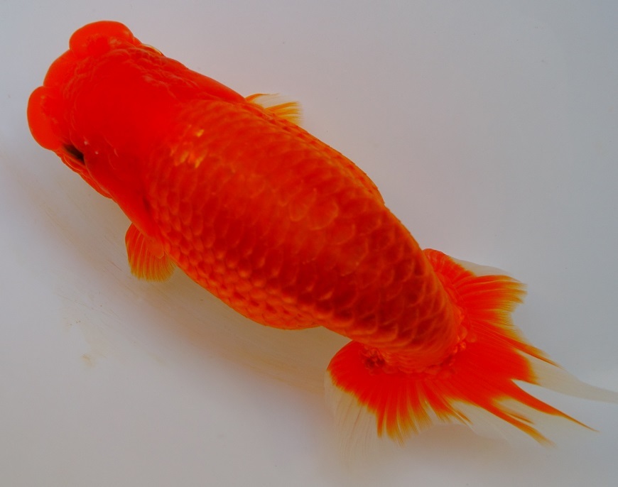 ★Ｂ１８４　２歳良血掛合せ　15cm♀　★