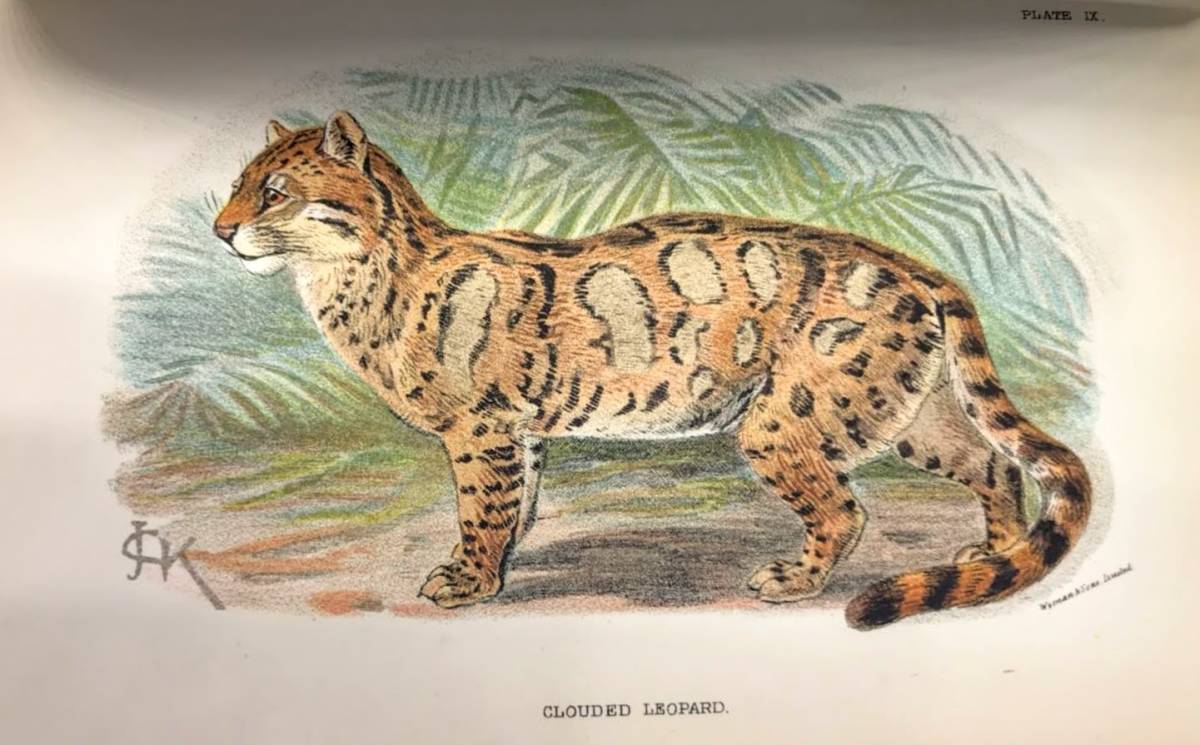動物 彩色版画 海のおしゃれ番長 シャチとリノリウム版画と海の 