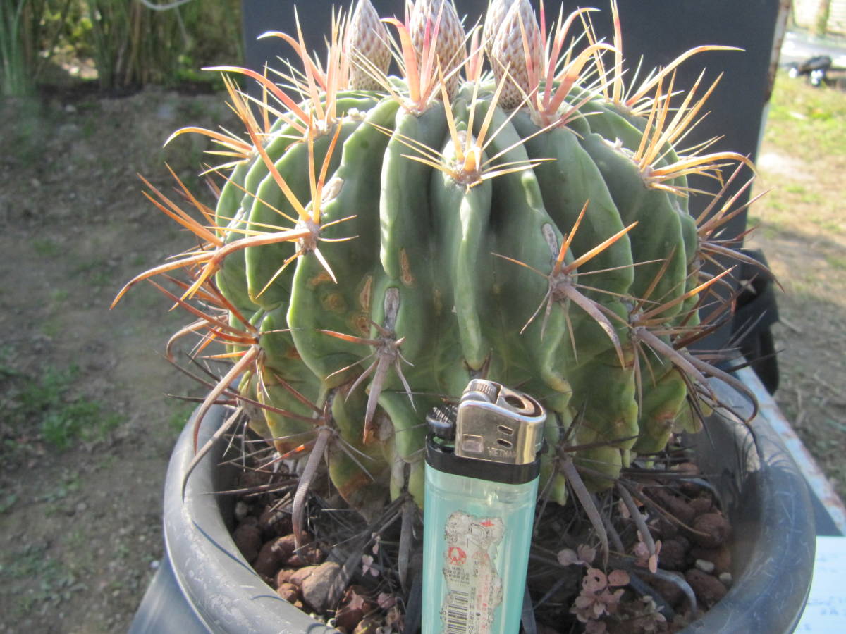 サボテン、　フェロカクタス　、日之出丸_1