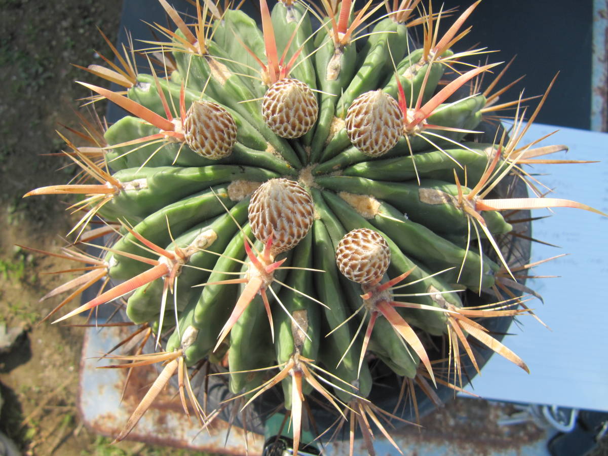 サボテン、　フェロカクタス　、日之出丸_2