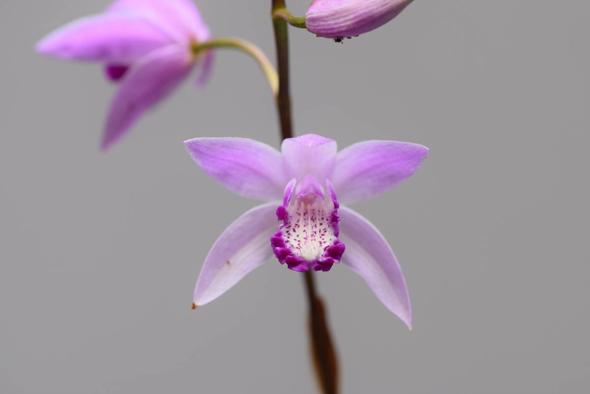 蘭 ラン 口紅シラン 濃桃 白舌 紫蘭 地生蘭 山野草 野生ラン ラン 蘭 花 園芸 売買されたオークション情報 Yahooの商品情報をアーカイブ公開 オークファン Aucfan Com