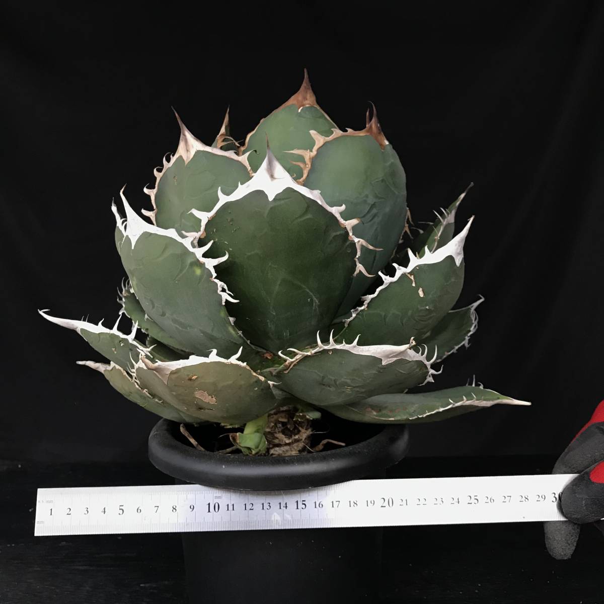 アガベチタノタ ノーネーム ② 裏棘あり Agave titanota ノーネーム