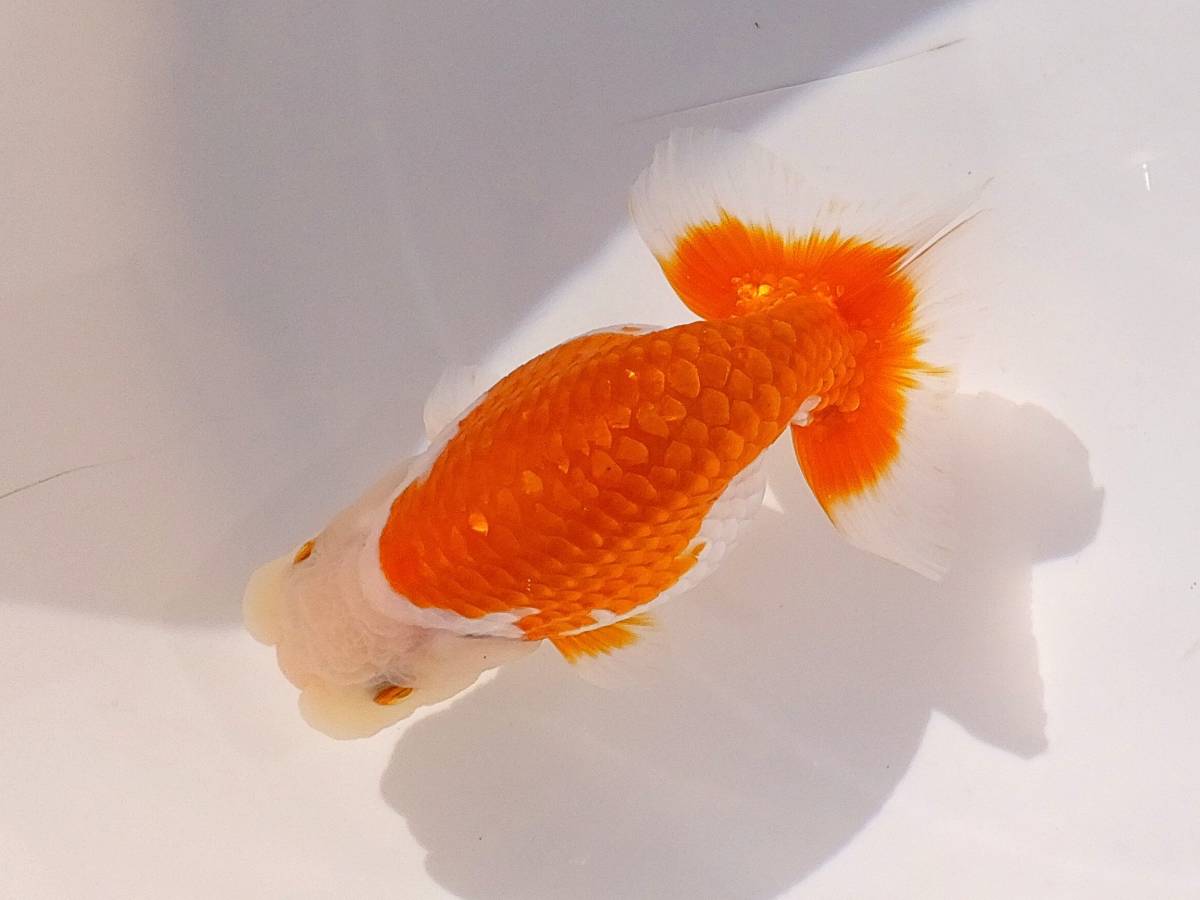 格安，低価 自家産 親画像有 厳選種魚 当歳 11cm雄 S-19(らんちゅう)｜売買されたオークション情報、yahooの商品情報をアーカイブ公開 - オークファン らんちゅう