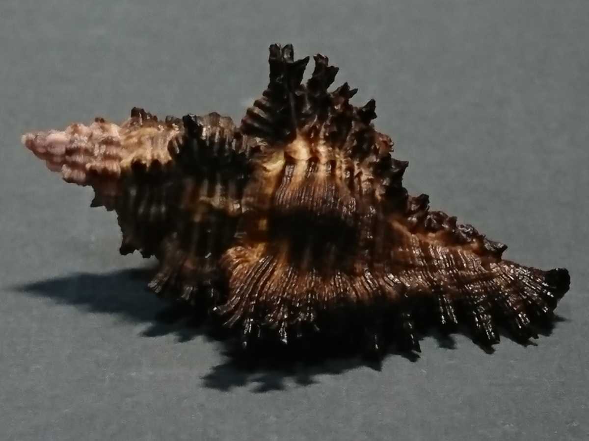 貝 貝殻 標本 ガンゼキボラ 小ぶり 科学 自然 売買されたオークション情報 Yahooの商品情報をアーカイブ公開 オークファン Aucfan Com