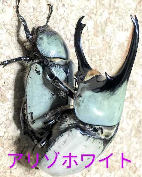 新製品 グラントシロカブト幼虫5頭① 公式通販 最上級グラント 