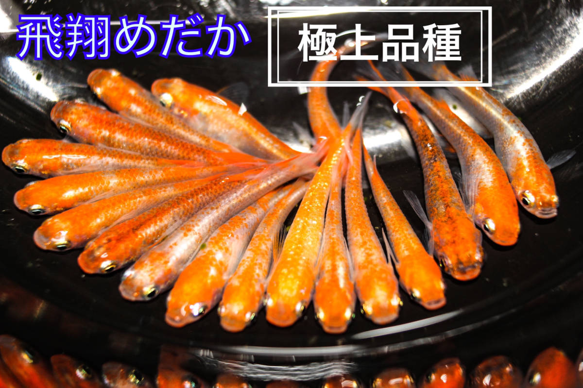 飛翔めだか 小町 特朱色 有名ブリーダー極上品種種親 メダカ 卵 有精卵個 A めだか 売買されたオークション情報 Yahooの商品情報をアーカイブ公開 オークファン Aucfan Com