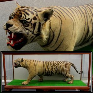 剥製のYahoo!オークション(旧ヤフオク!)の相場・価格を見る｜Yahoo