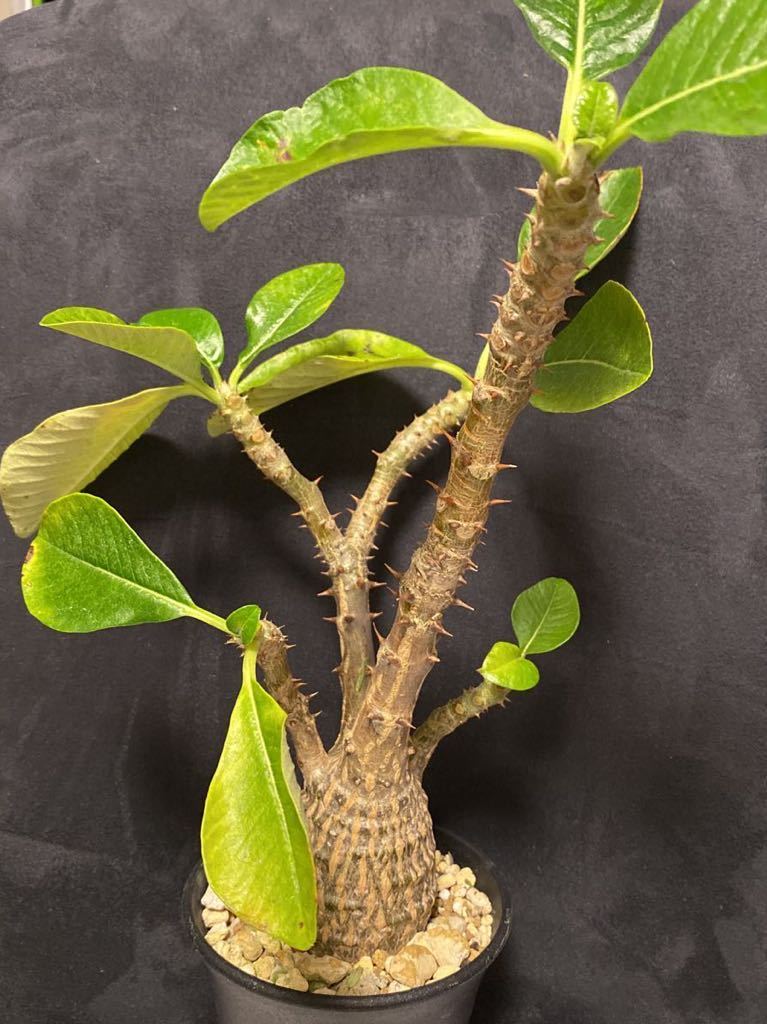 パキポディウム ウィンゾリー 実生 良型 塊根植物 コーデックス