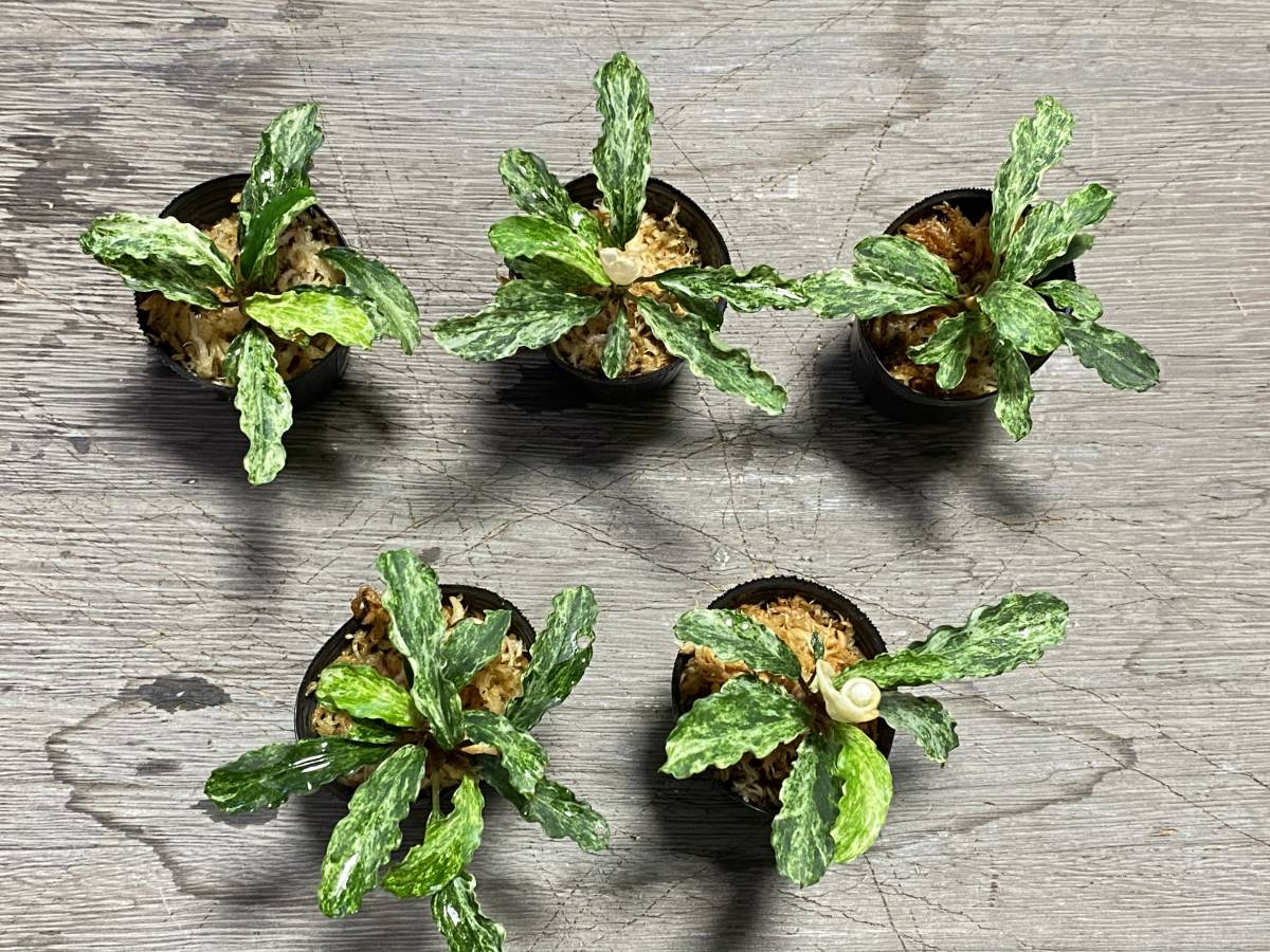 ブセファランドラsp. 斑入り　5株セット_1