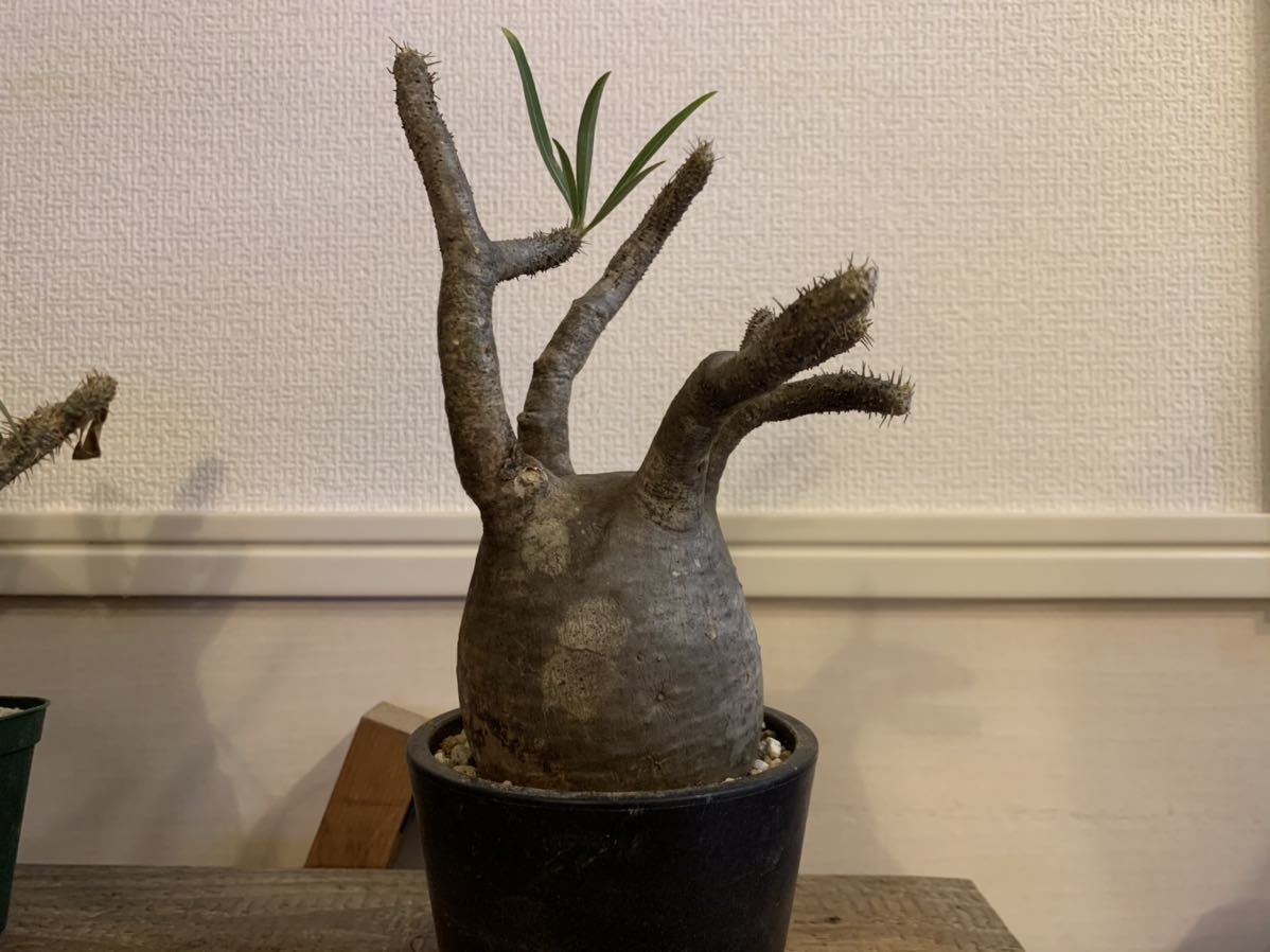 グラキリス 未発根 柔らかい所あり それ も良ければ 検索 アガベ チタノタ たけろうポット Earnest Hearts サボテン 売買されたオークション情報 Yahooの商品情報をアーカイブ公開 オークファン Aucfan Com