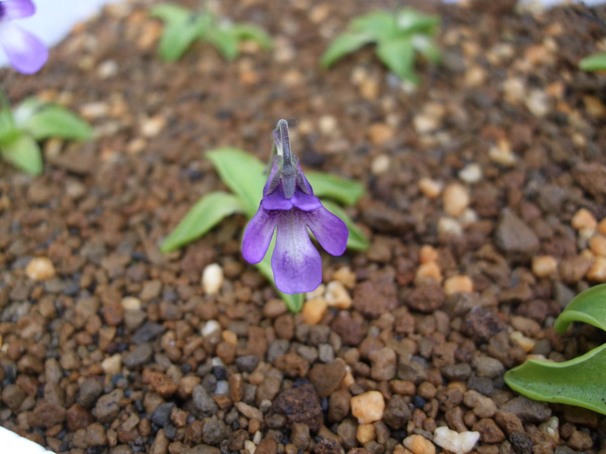 ムシトリスミレ 種子 15粒 北海道 夕張岳産 山野草 高山植物 食虫植物 種 売買されたオークション情報 Yahooの商品情報をアーカイブ公開 オークファン Aucfan Com