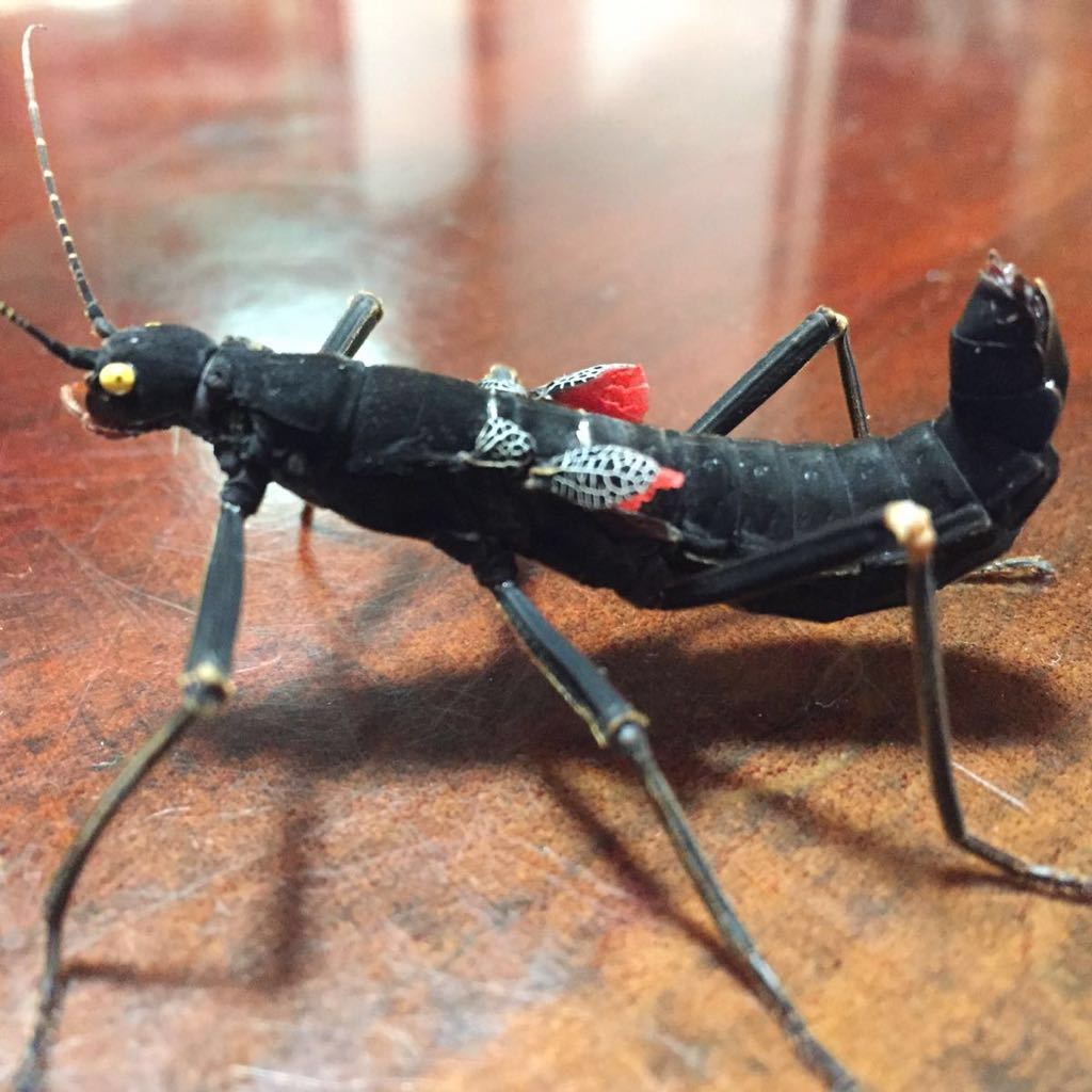 ブラックベルベットナナフシ 抱卵個体 Peruphasma Schultei 成虫ペア 虫類 売買されたオークション情報 Yahooの商品情報をアーカイブ公開 オークファン Aucfan Com