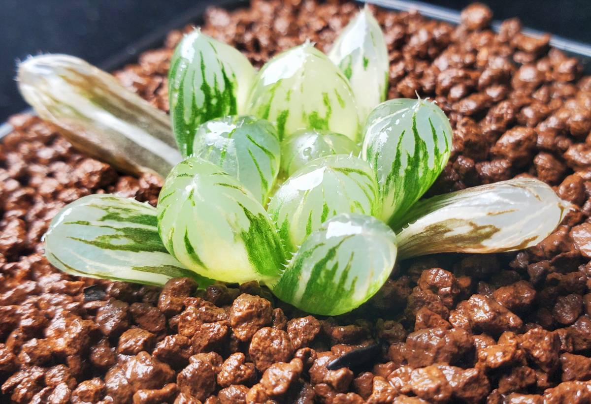 多肉植物 ハオルチア オブツーサ錦 極上斑入り 花火 Jofisa Com Br