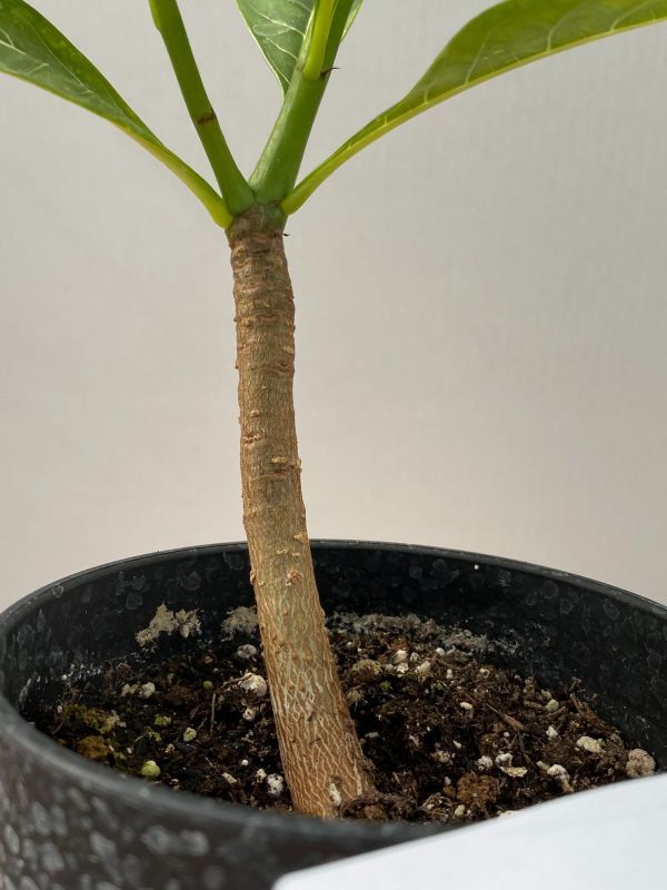 ヒ119 塊根植物 実生 アダンソニア ボジー バオバブ 種から発芽 発根 Adansonia Bozy 観葉植物 売買されたオークション情報 Yahooの商品情報をアーカイブ公開 オークファン Aucfan Com