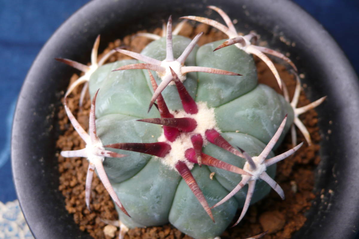 観葉植物 白刺翠平丸 実生