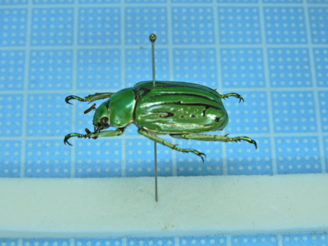 昆虫標本　ウグイスコガネ 昆虫標本ウグイスコガネ