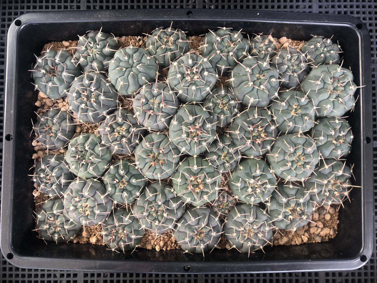 Gymnocalycium vatteri ギムノカリキウム | ギムノカリキウム属 ⁄ 多肉